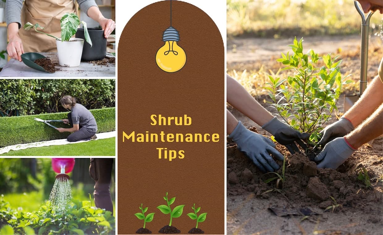 Shrub Care Tips