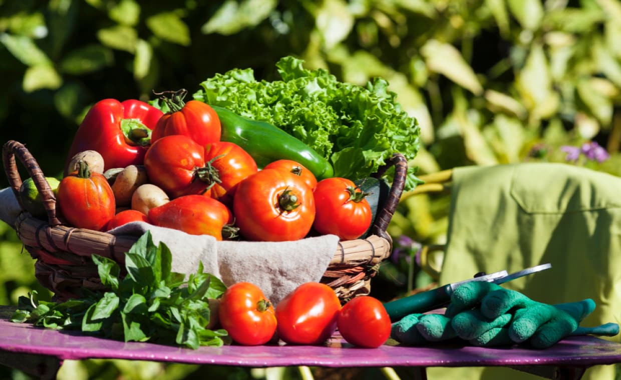 Kitchen Gardening in Home is Now in Trend Kitchen Gardening in Home is Now in Trend