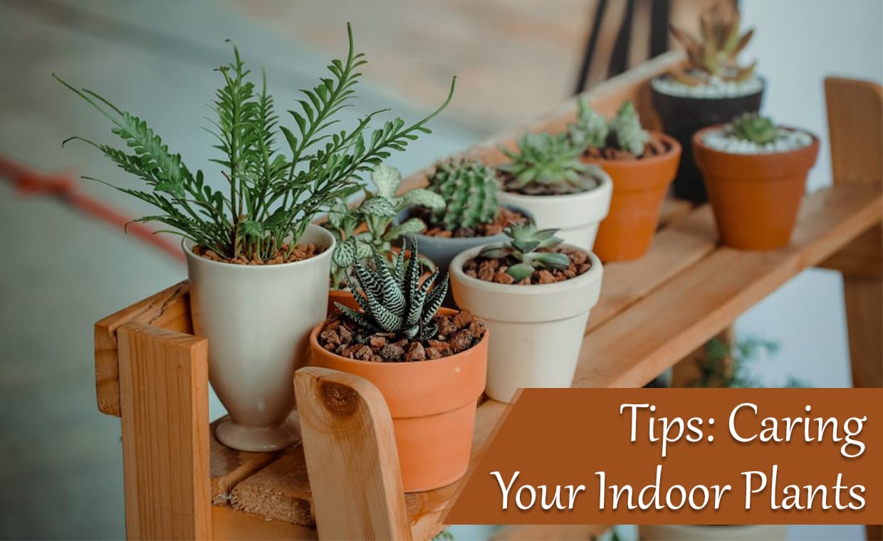 Tips Caring Your Indoor Plants – 01 – 1408020001 Tips Caring Your Indoor Plants