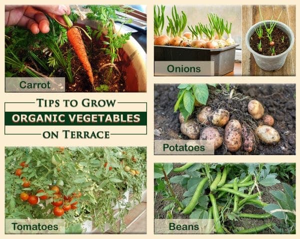Growing Organic Vegetables on Terrace – 00 – 1407010003 Growing Organic Vegetables on Terrace