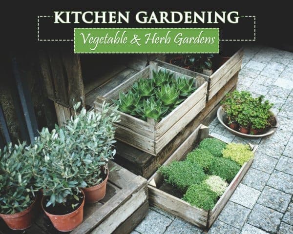 Kitchen Gardening Vegetable & Herb Gardens – 00 – 1407010002 How to Start a Kitchen Herb Garden in your Home