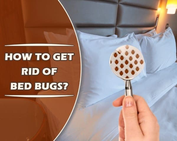 Tips to get Rid of Bed Bugs – 01 – 0516020004 Tips to get rid of bed bugs