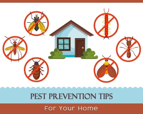 Pest Prevention Tips for Your Home – 01 – 0516010002 Pest Prevention Tips for Your Home