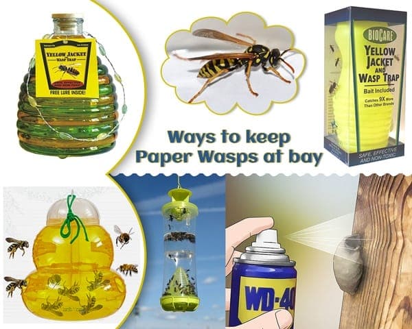 Tips to Stay Safe from Paper Wasps – 00 – 0516010003 Tips to Stay Safe from Paper Wasps