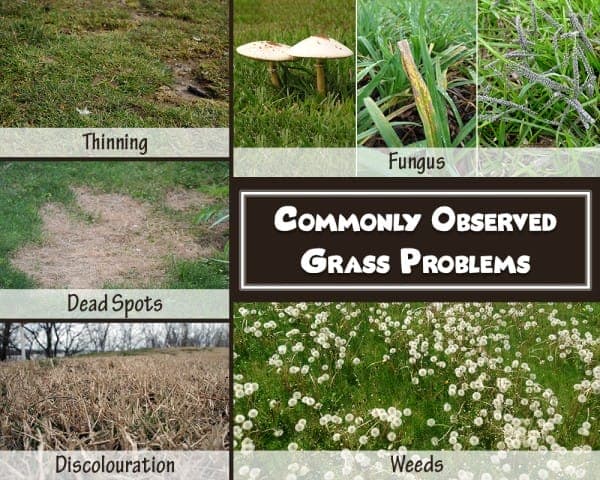 Commonly Observed Grass Problems – 01 – 1403130004 Common Grass Problems