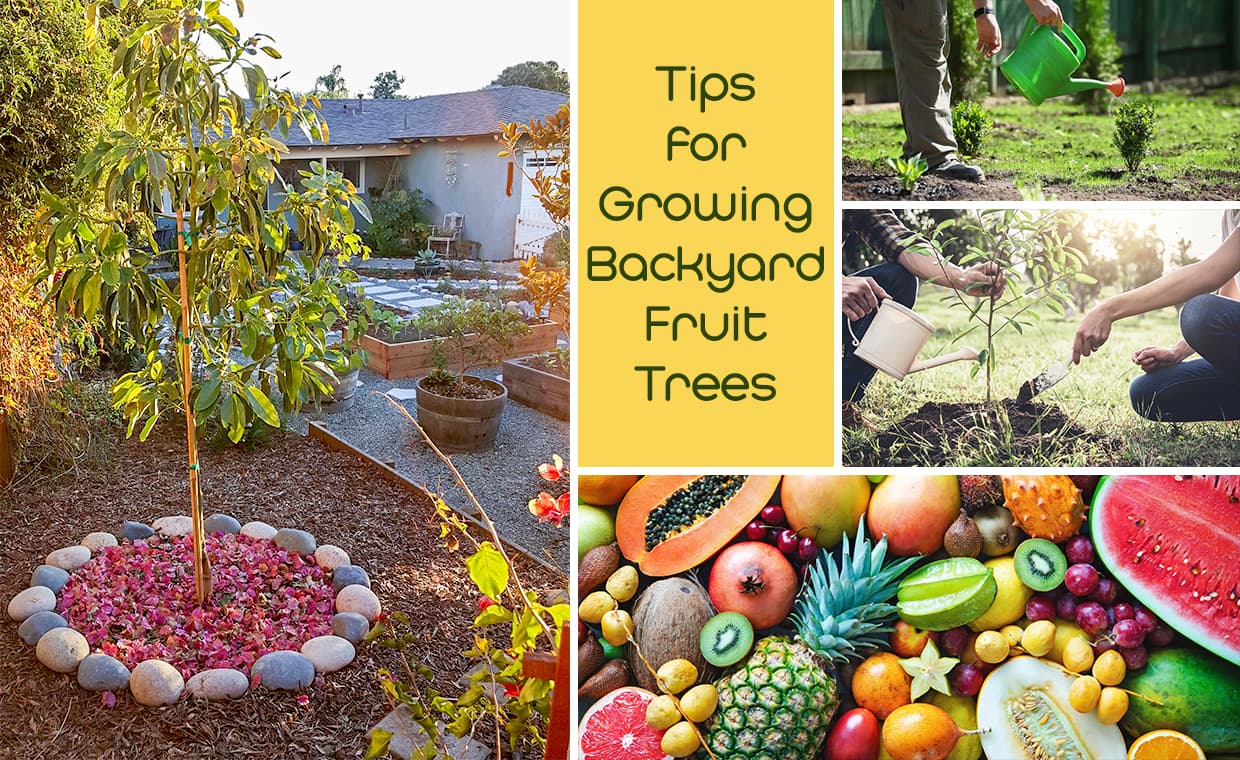 Tips for Growing Backyard Fruit Trees – 01 – 1407010005 Tips for Growing Backyard Fruit Trees