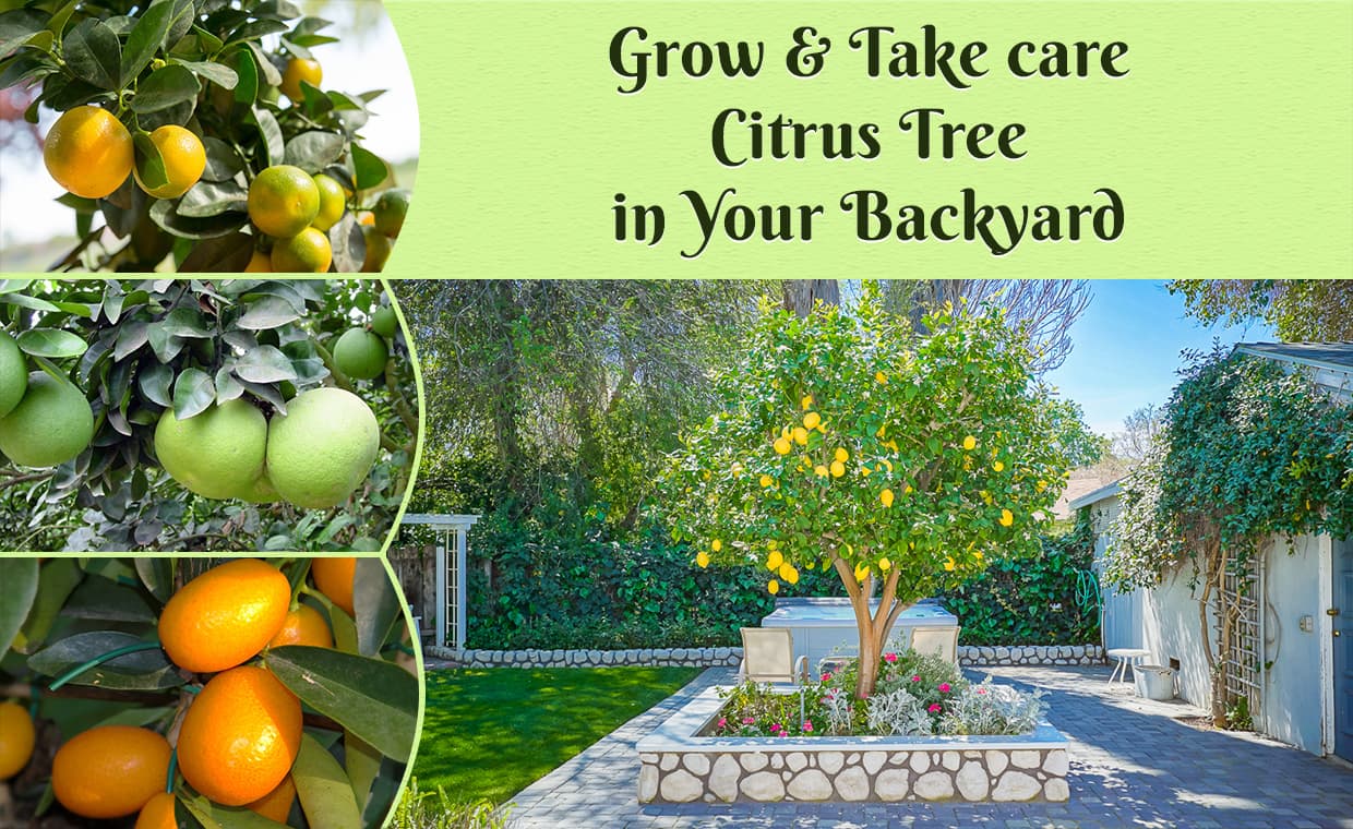 Grow and Take care Citrus Tree in Your Backyard – 01 – 1407010006 Grow and Take care Citrus Tree in Your Backyard