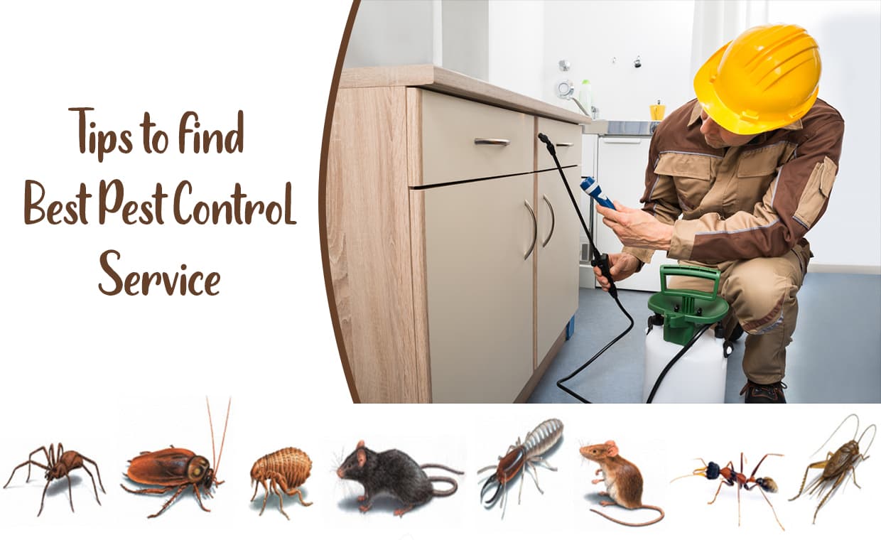 Tips to find Best Pest Control Service – 01 – 0516010004 Tips to find Best Pest Control Service