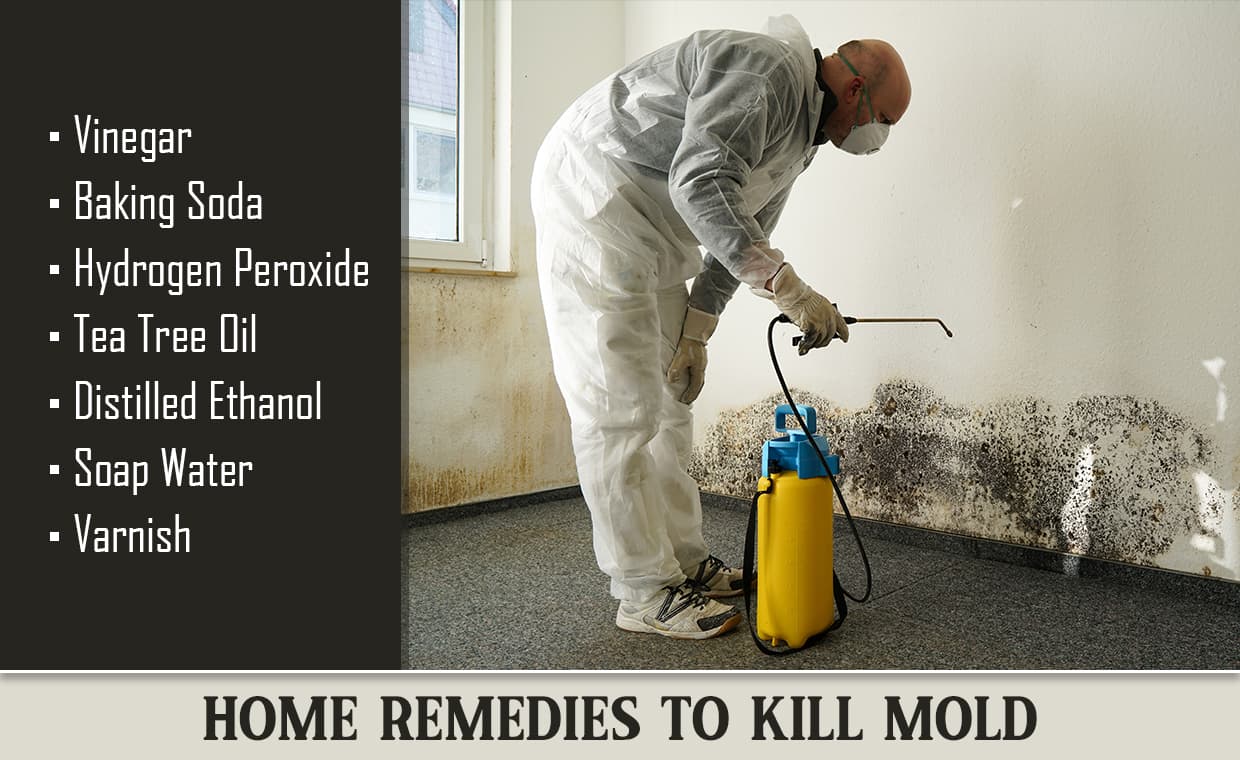 Remedies to Get Rid of Mold Remedies to Get Rid of Mold