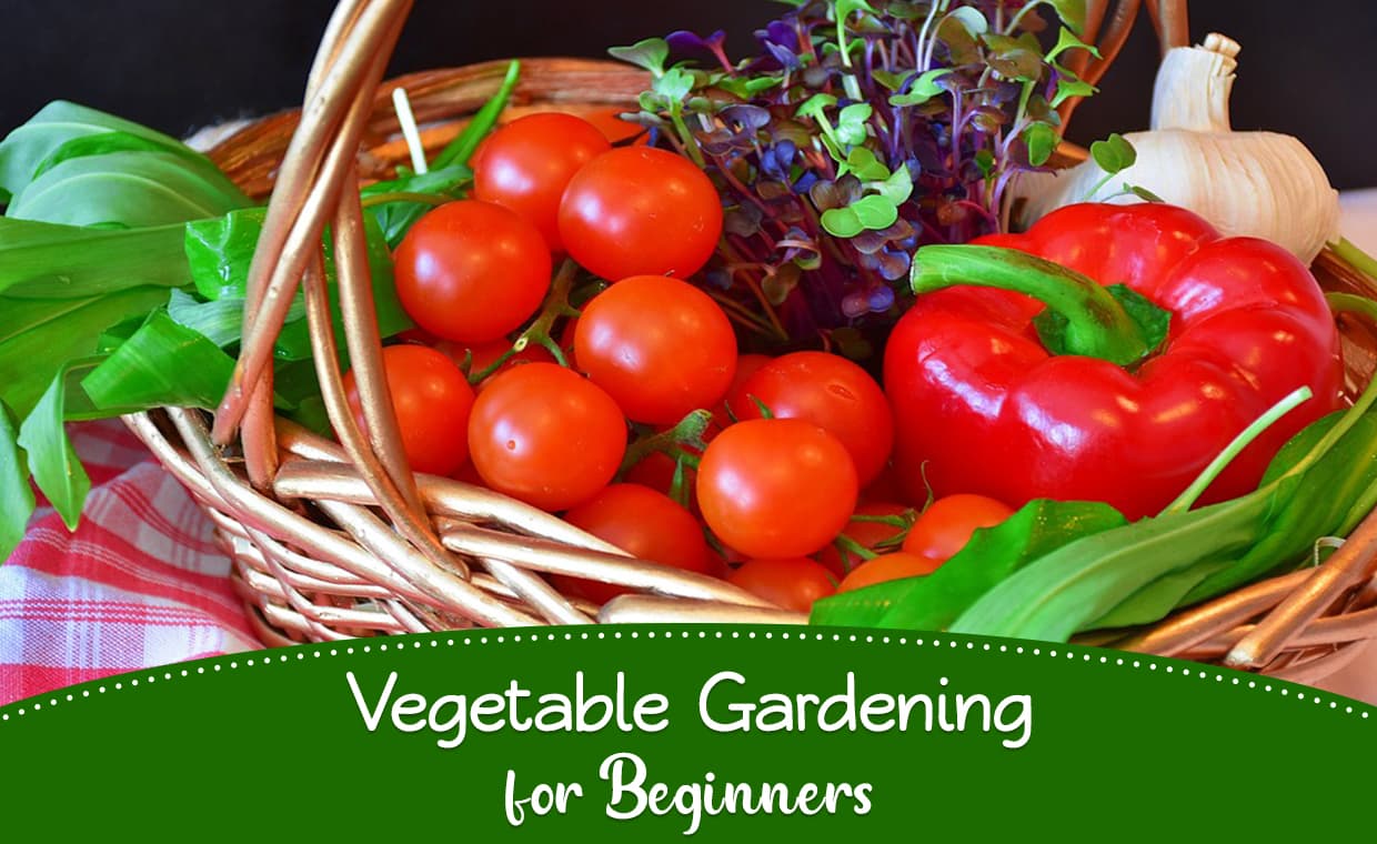 Vegetable Gardening for Beginners – 01 – 1407010007 Vegetable Gardening for Beginners
