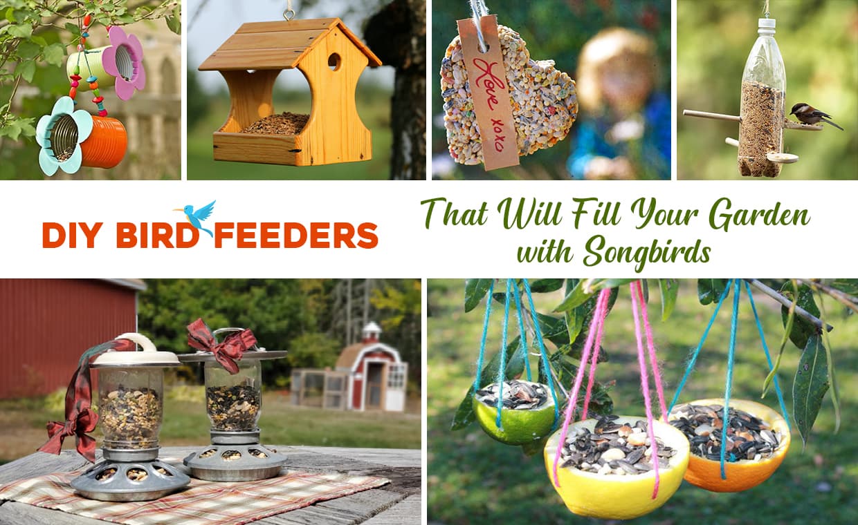 DIY Bird Feeders That Will Fill Your Garden with Songbirds – 01 – 0505210001 DIY Bird Feeders That Will Fill Your Garden with Songbirds