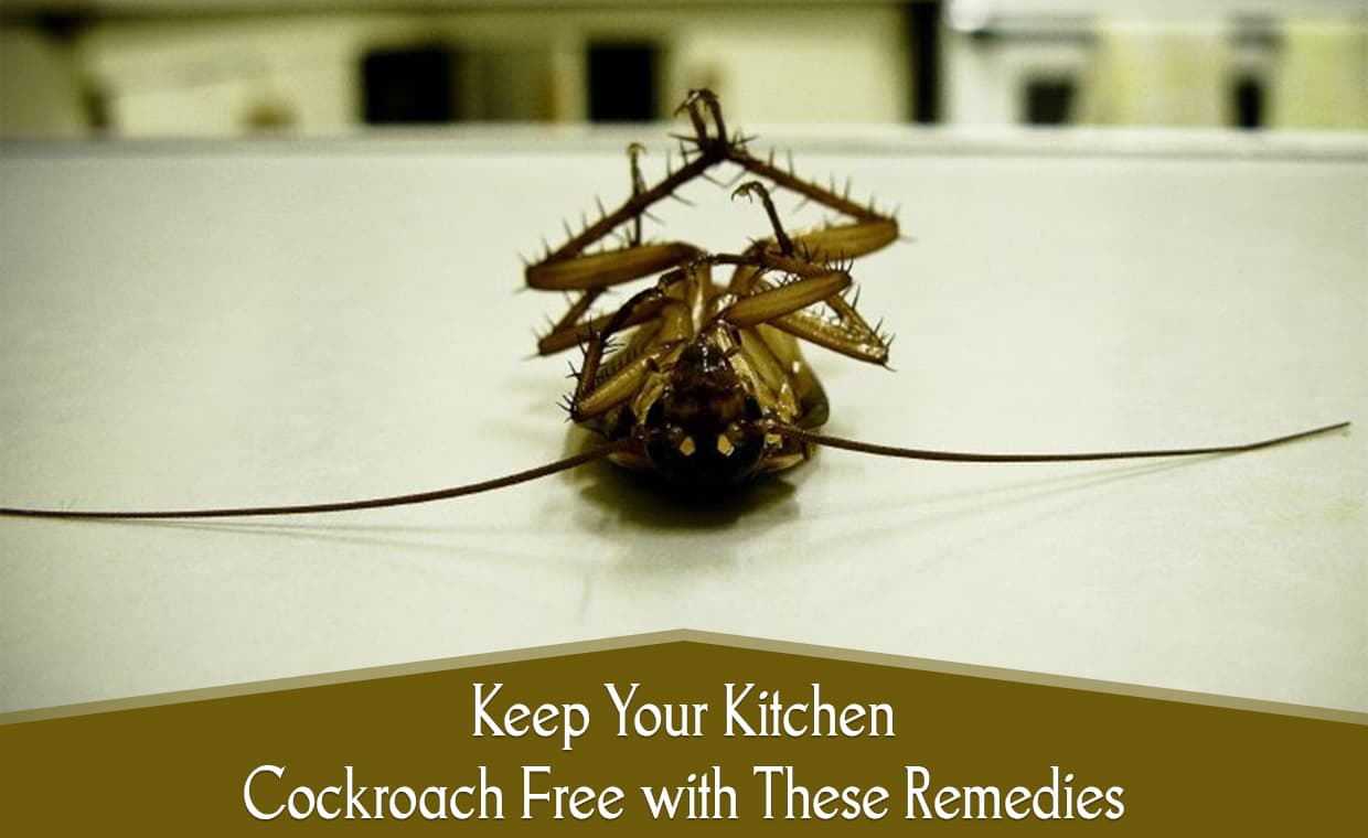 Get Rid of Cockroaches Get Rid of Cockroaches