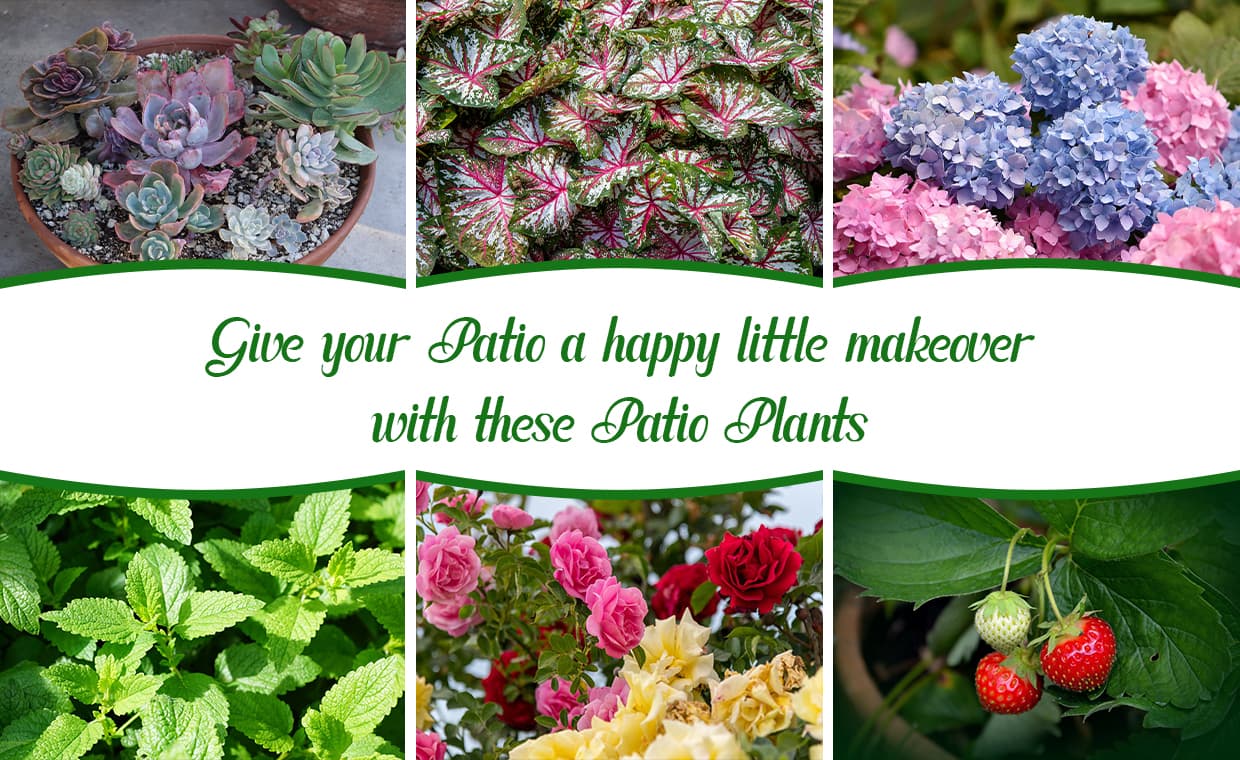 Give your Patio a happy little makeover with these Patio Plants – 01 – 1403080002 Give your Patio a happy little makeover with these Patio Plants