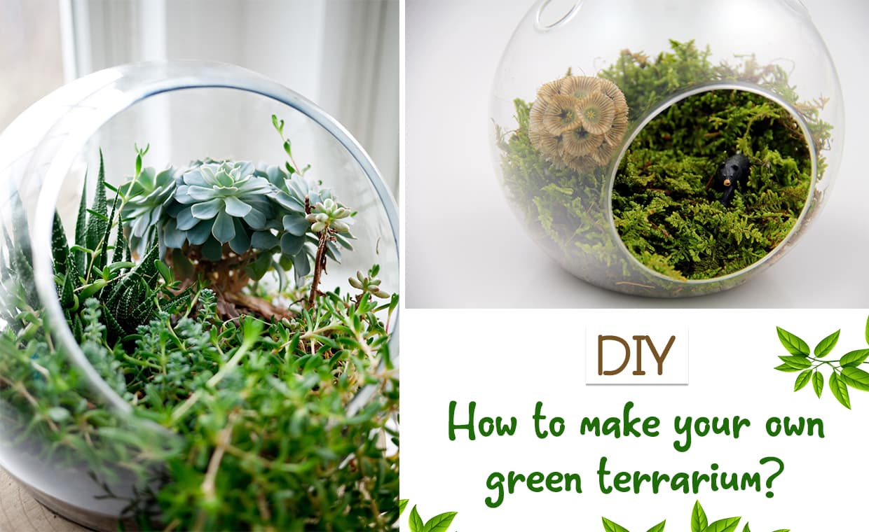 How to Make Your Own Green Terrarium – DIY – 01 – 1403010004 How to Make Your Own Green Terrarium - DIY