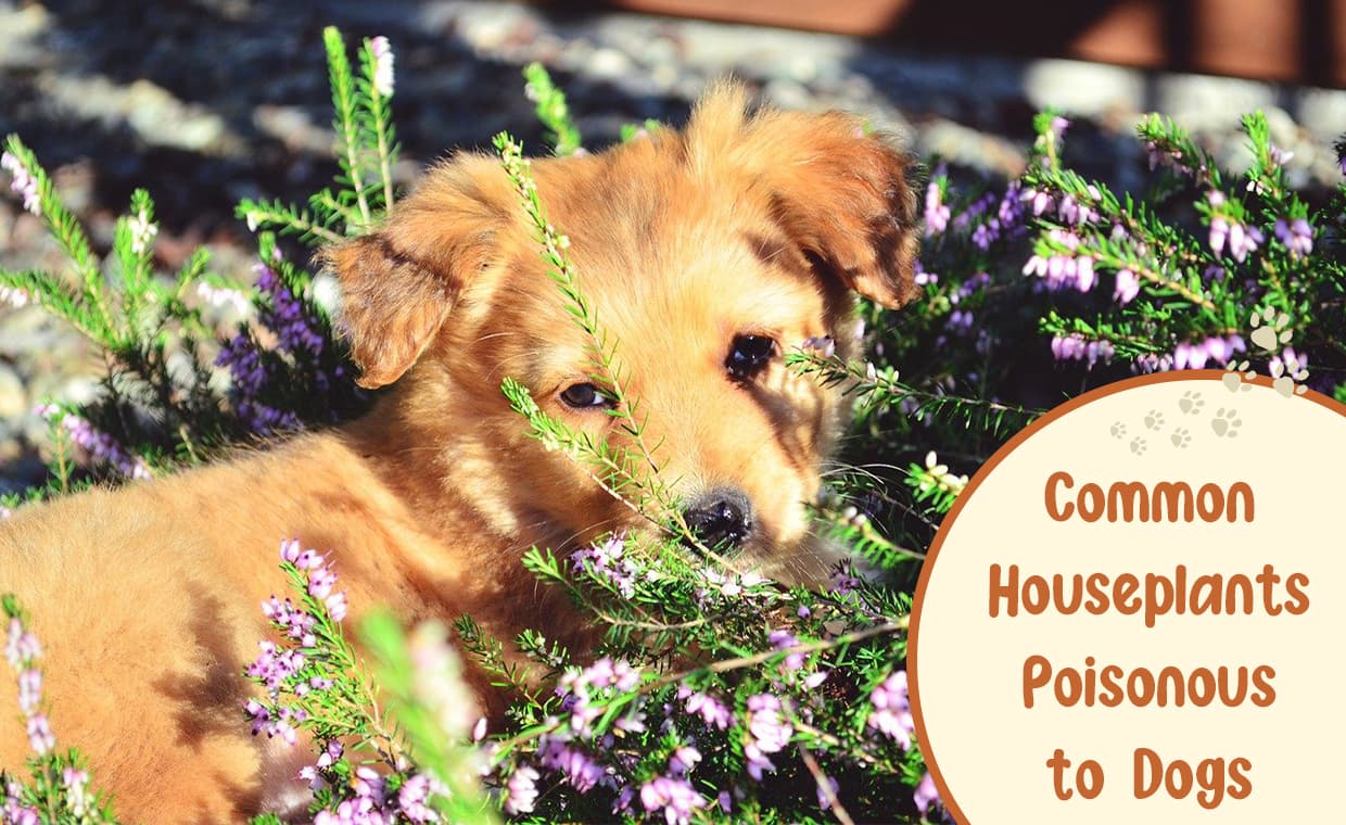 Houseplants Toxic to Dogs Houseplants Toxic to Dogs