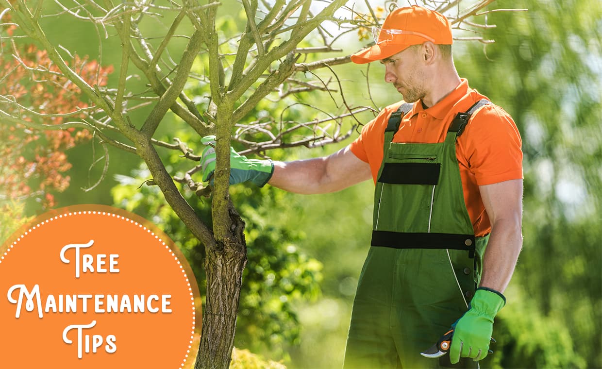 Tree Maintenance Tree Maintenance
