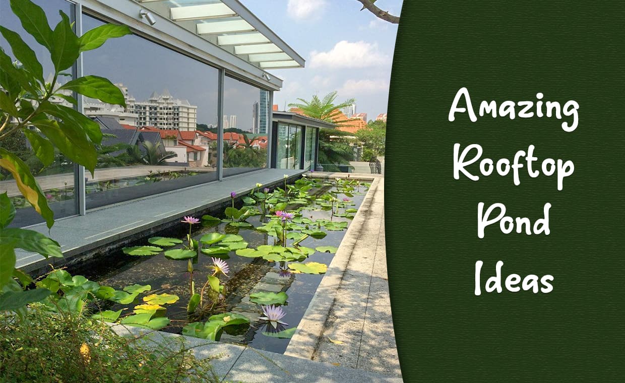 Amazing Rooftop Pond Ideas Amazing Rooftop Pond Ideas