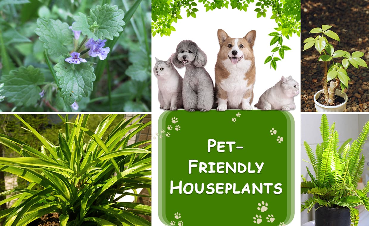 Houseplants Safe for Dogs and Cats Houseplants Safe for Dogs and Cats