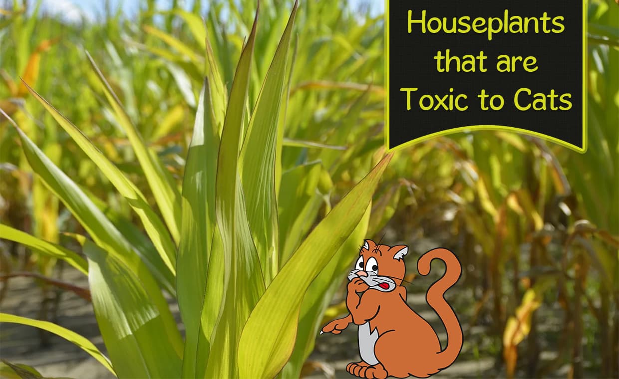 Poisonous Plants to Cats Poisonous Plants to Cats