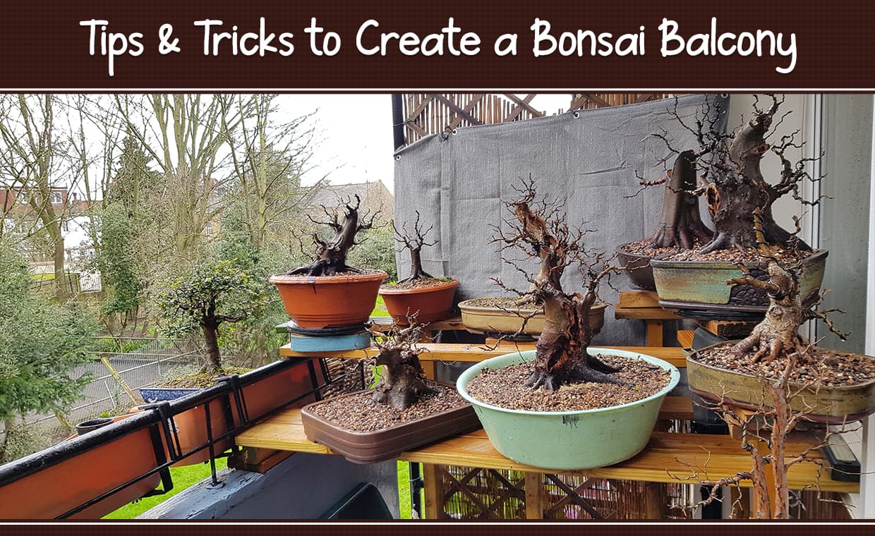 Bonsai Balcony for your Home Bonsai Balcony for your Home