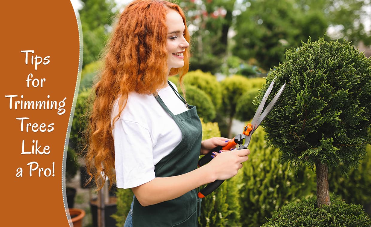 Tree Trimming Tips Tree Trimming Tips