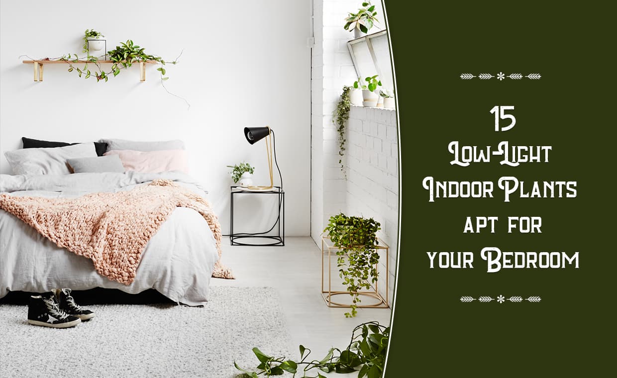 Low Light Plants for Your Bedroom Low Light Plants for Your Bedroom