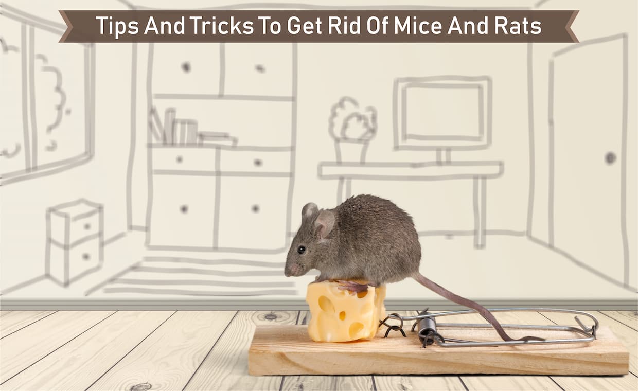 How To Get Rid Of Mice And Rats How To Get Rid Of Mice And Rats
