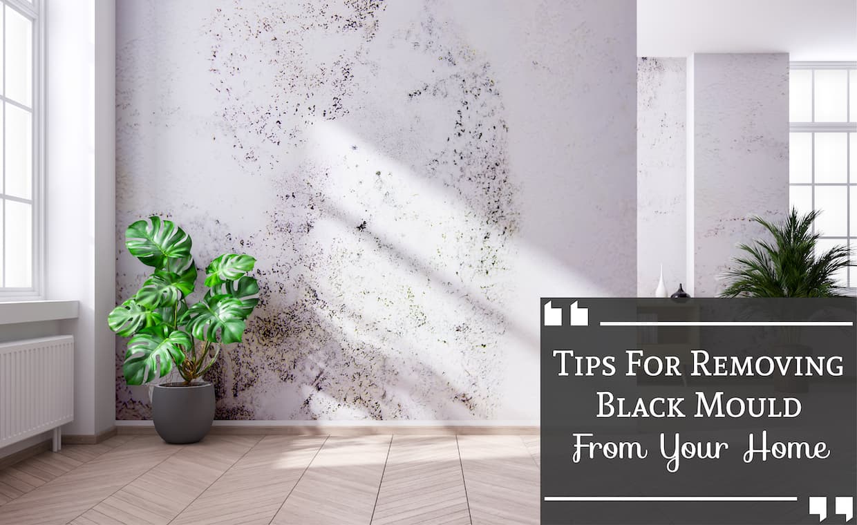 How To Get Rid Of Black Mould How To Get Rid Of Black Mould