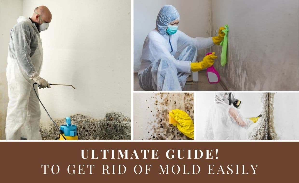 Get Rid of Mold Get Rid of Mold