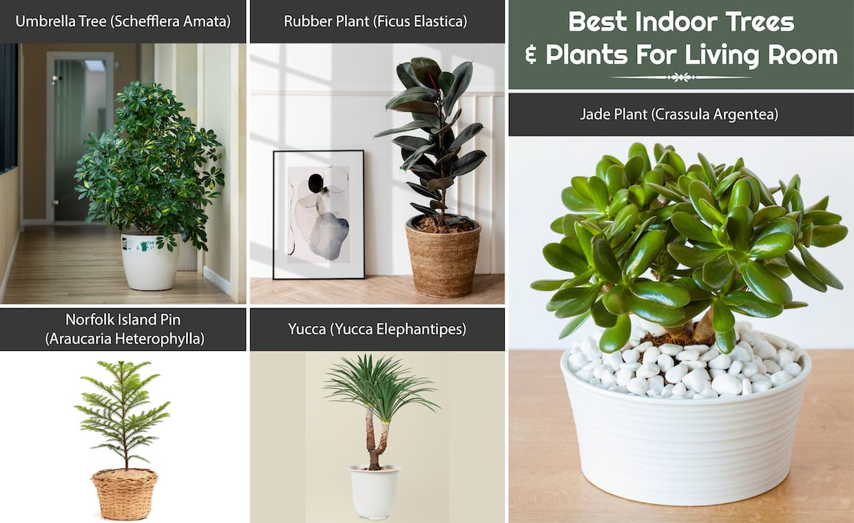 Best Indoor Trees And Plants For Living Room Best Indoor Trees And Plants For Living Room