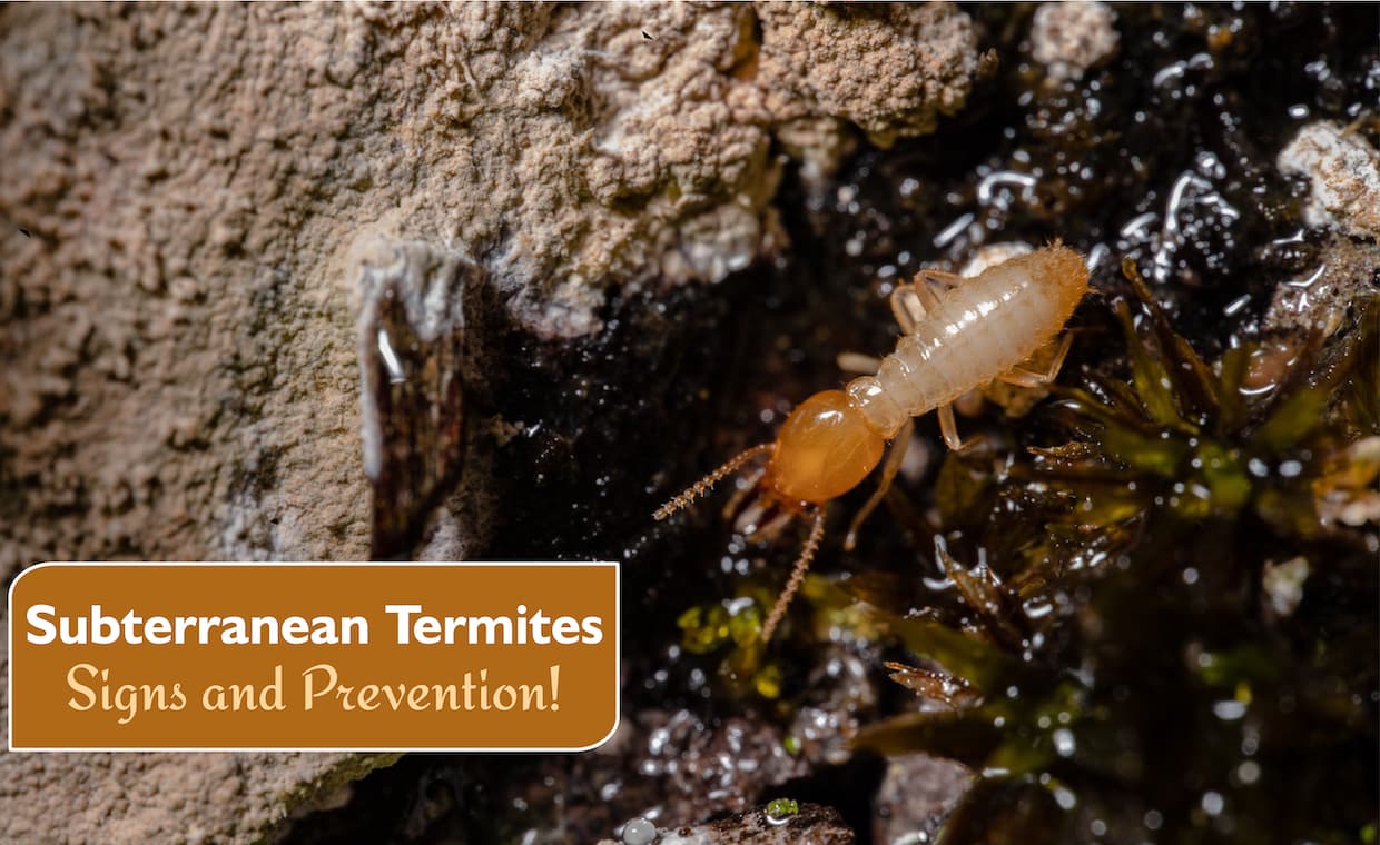 Subterranean Termites Signs Prevention Subterranean Termites - Signs & Prevention