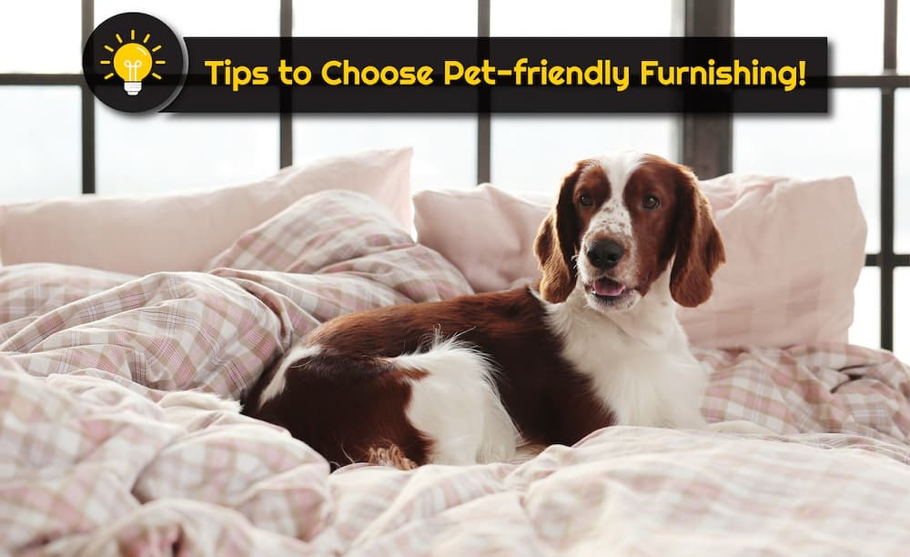 Pet-Friendly Furnishing Tips Pet-Friendly Furnishing Tips