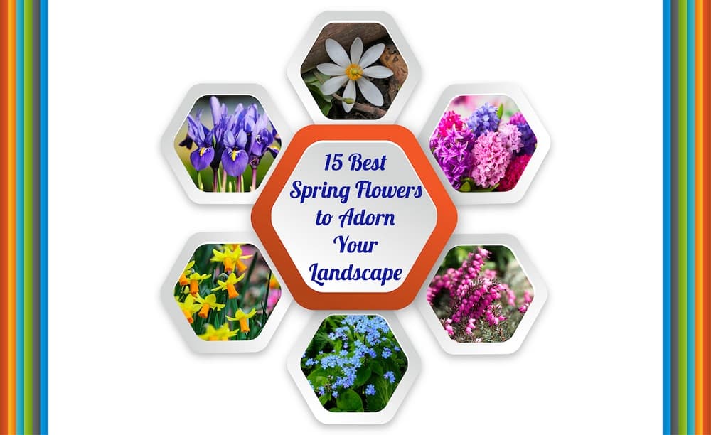 Early Spring Flowers Early Spring Flowers