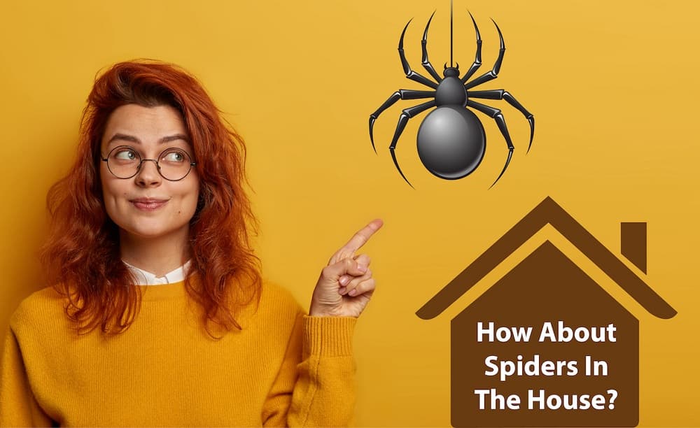 How About Spiders In The House How About Spiders In The House