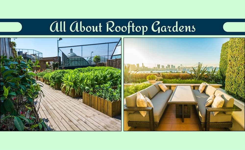 Rooftop garden Rooftop garden