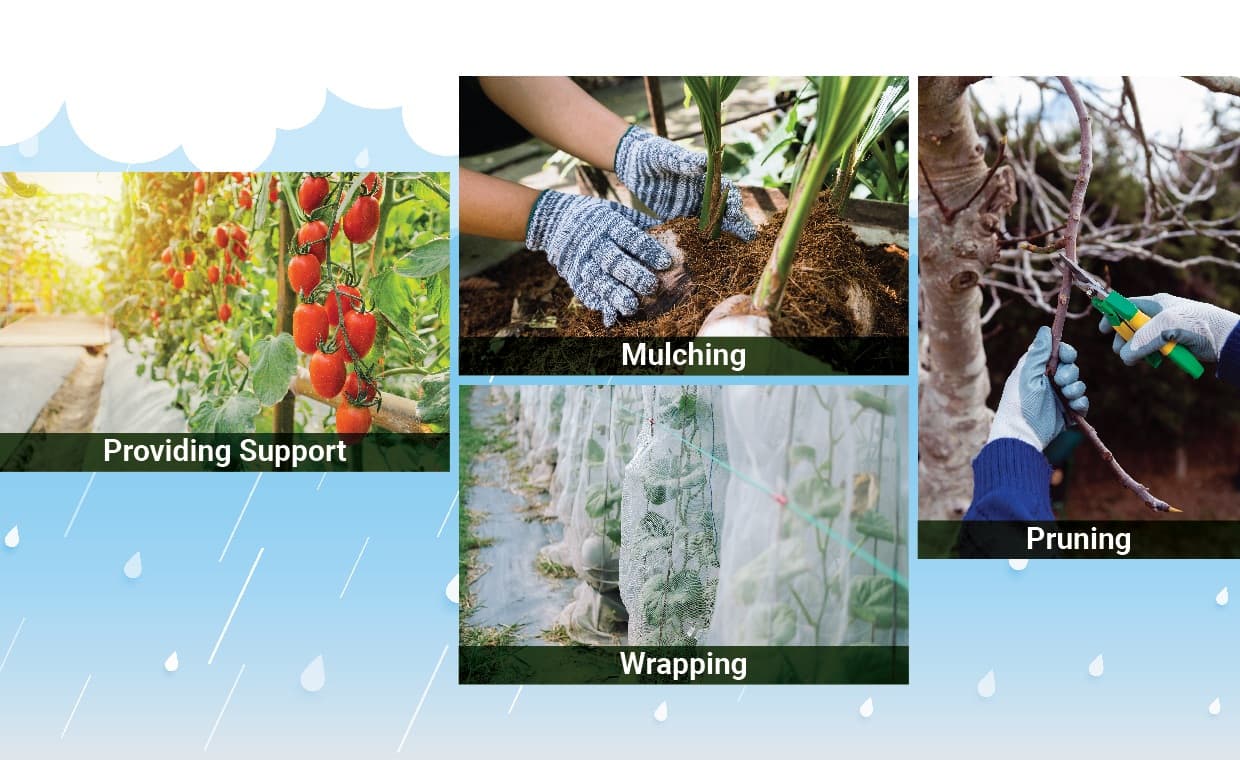 Tips to Protect Plant from Extreme Weather Tips to Protect Plant from Extreme Weather