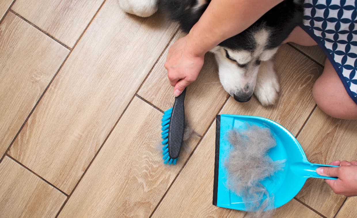 0504170057 – 01 – Remove Pet Hair From Home Remove Pet Hair From Home