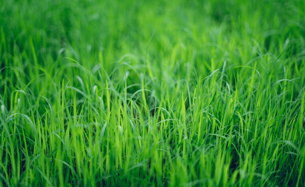 Secrets to a Perfectly Green Lawn Secrets to a Perfectly Green Lawn