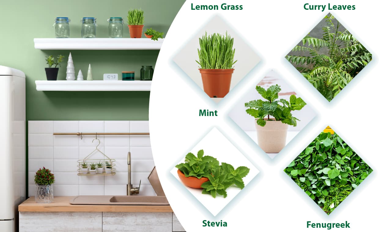 Essential Herbs for Your Kitchen Garden A Comprehensive Guide Essential Herbs for Your Kitchen Garden: A Comprehensive Guide