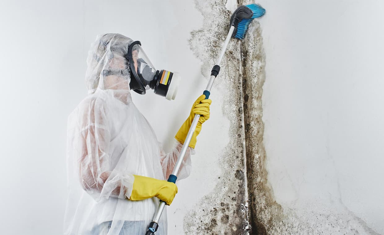 Mold Removal Services Mold Removal Services