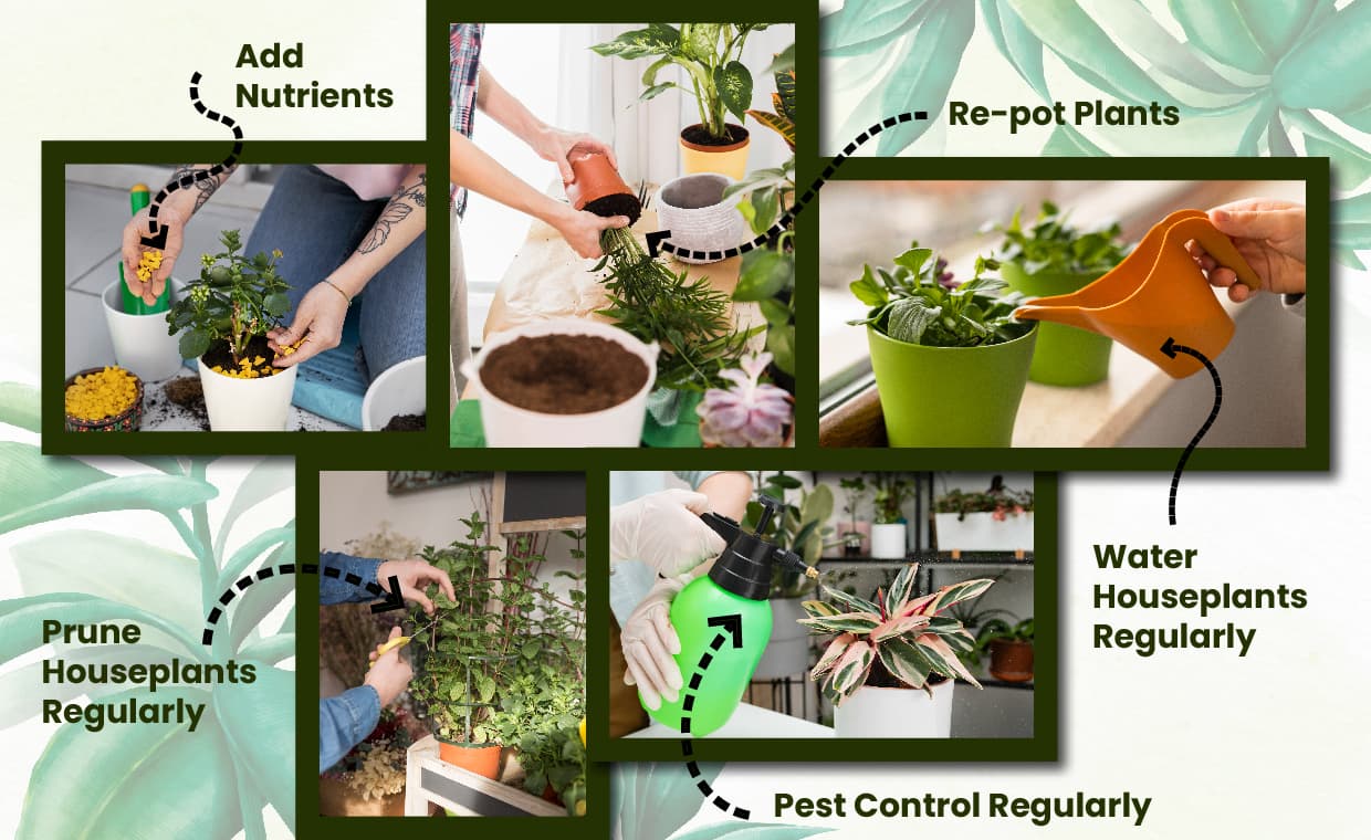 Houseplant Care Tips You Should Know Houseplant Care Tips You Should Know