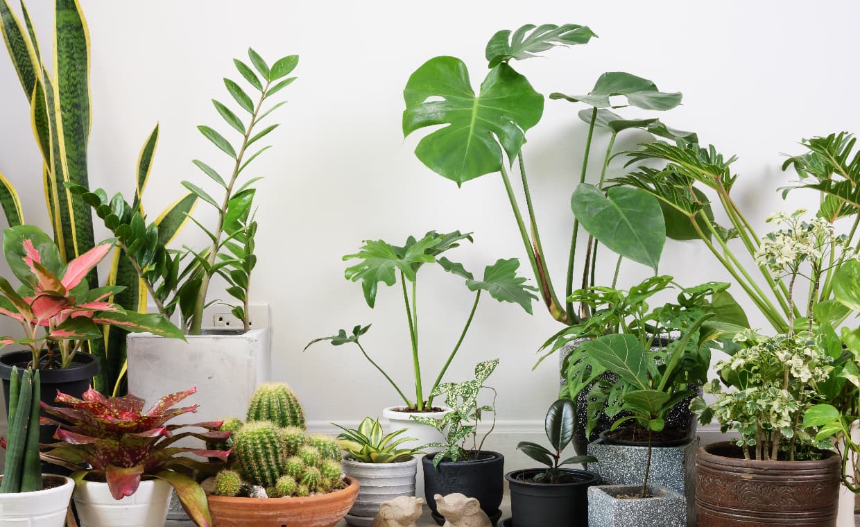 Indoor Plants Guide Indoor Plants Guide