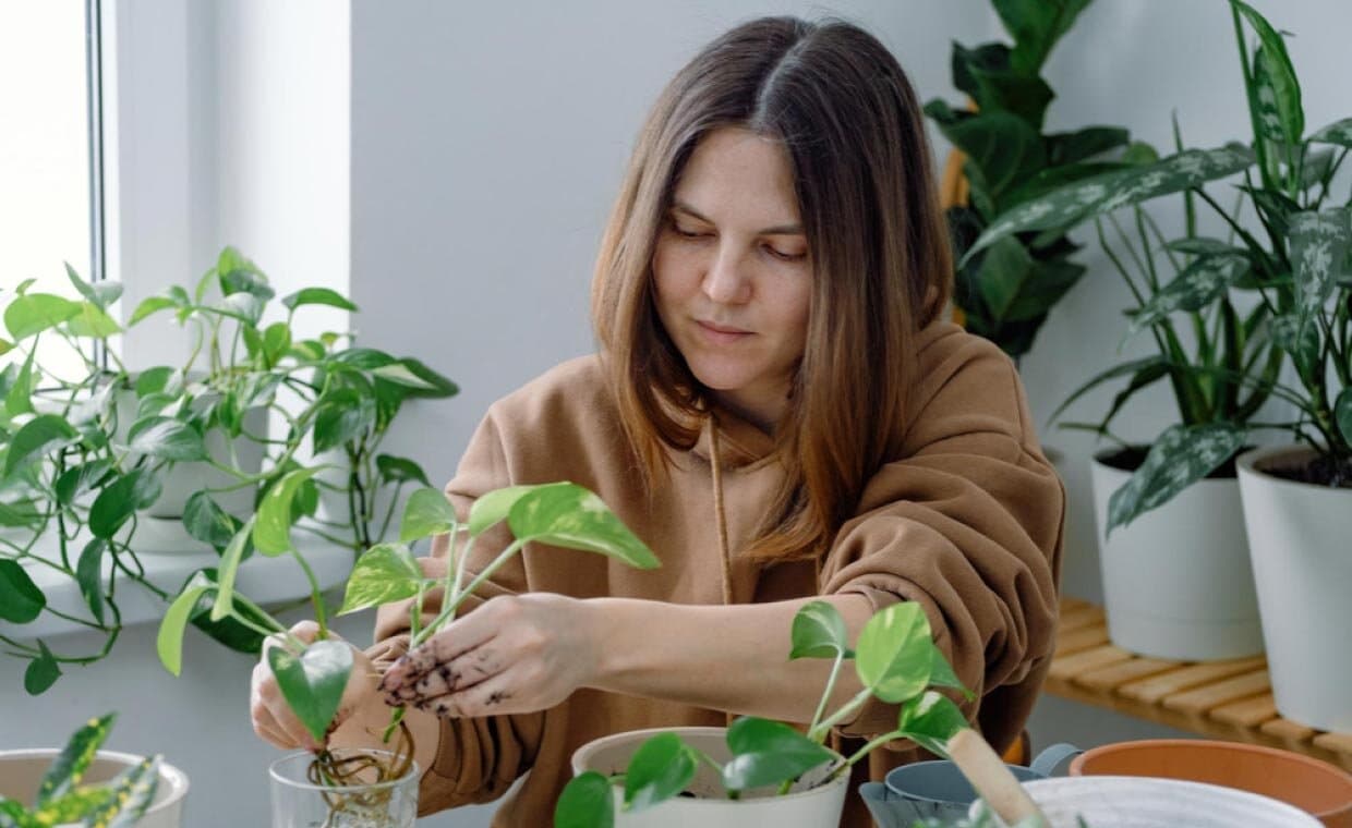 Indoor Water Plants For Home Decor Indoor Water Plants For Home Decor