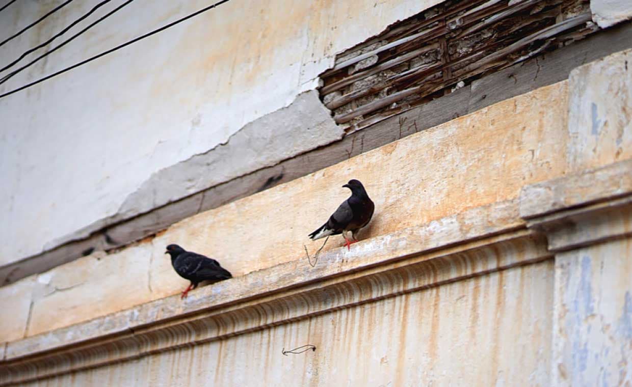 Bird Damage Prevention Bird Damage Prevention