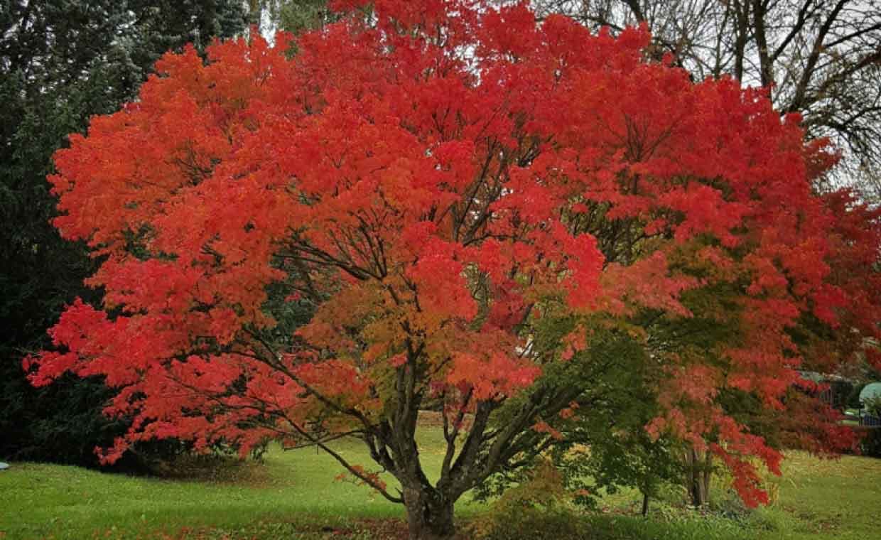 Choosing the Perfect Specimen Trees for Your Landscape Choosing the Perfect Specimen Trees for Your Landscape