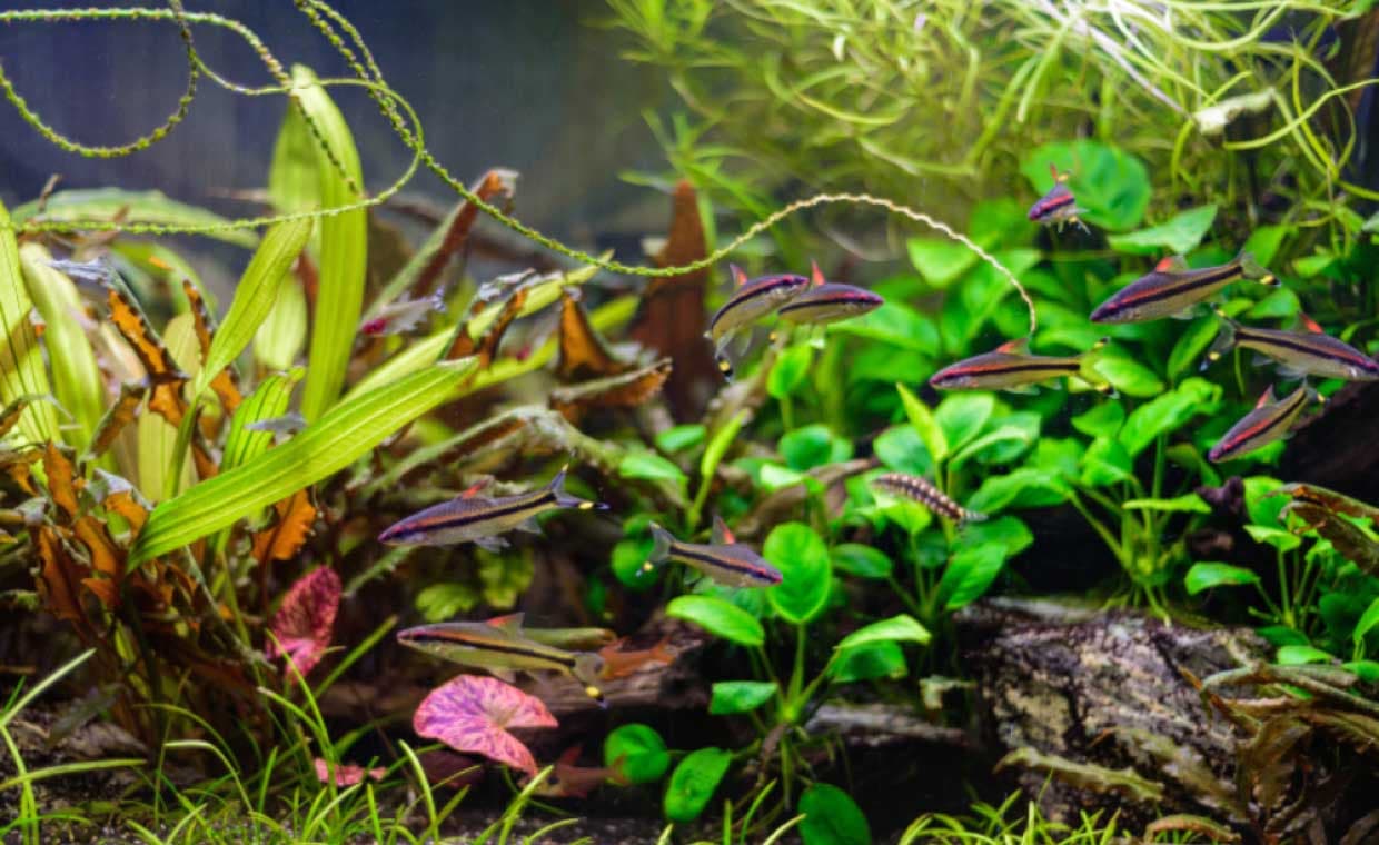 Aquarium Aquatic Plants Aquarium Aquatic Plants