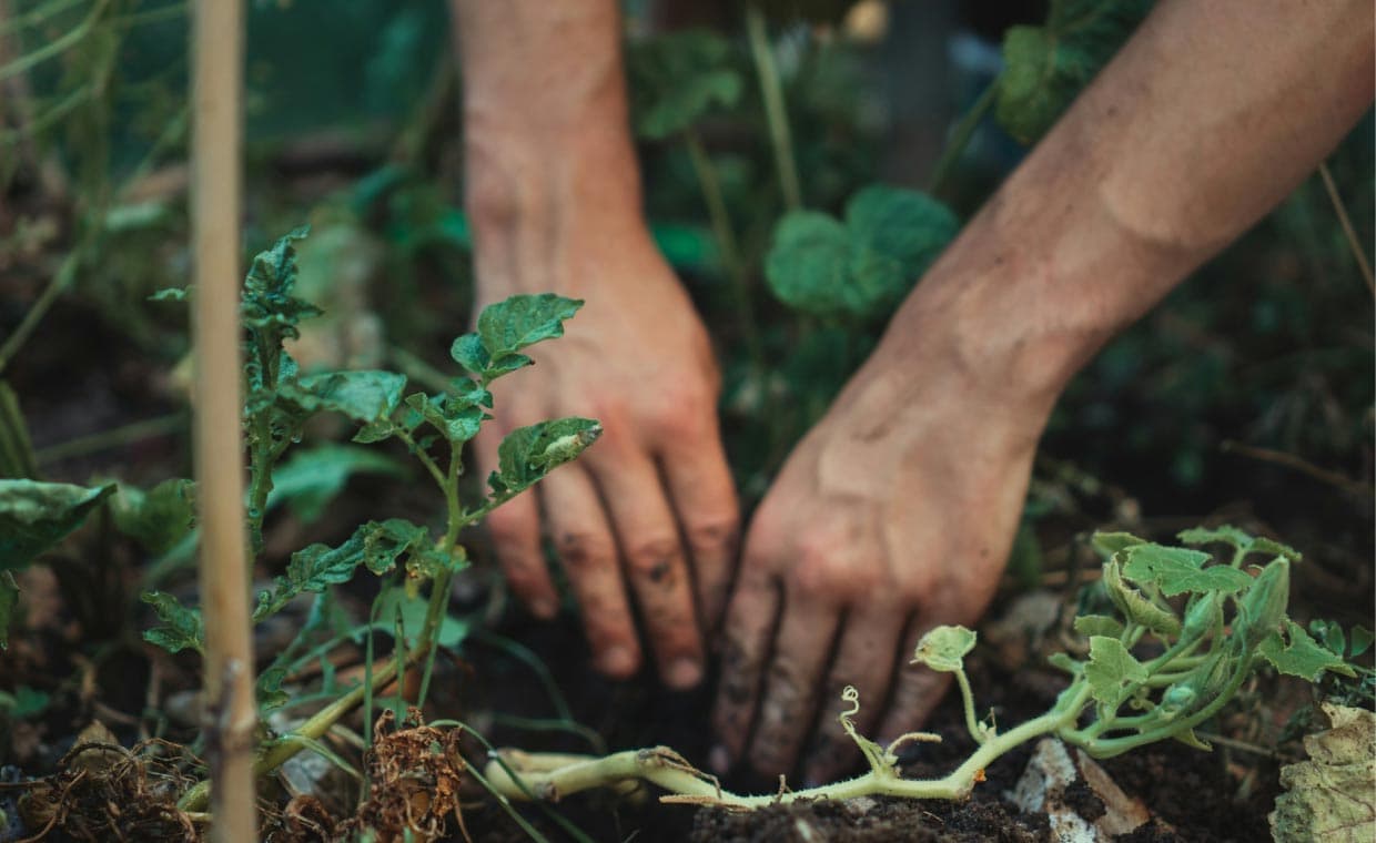 How to Create a Backyard Herb Garden How to Create a Backyard Herb Garden