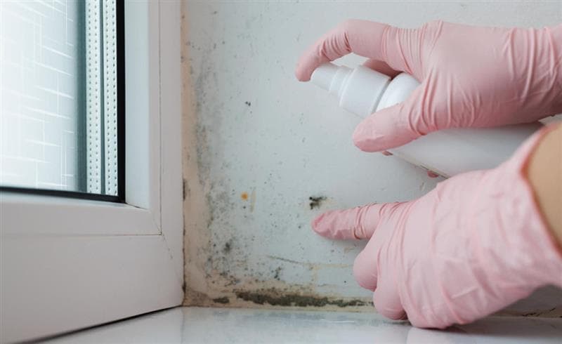 Safeguard Your Commercial Property from Mould and Damp Safeguard Your Commercial Property from Mould and Damp