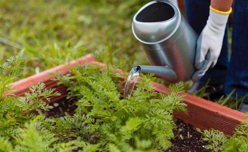 How to Water Raised Garden Beds How to Water Raised Garden Beds