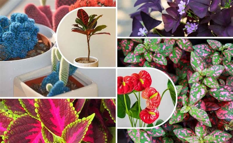 Colorful Houseplants Colorful Houseplants